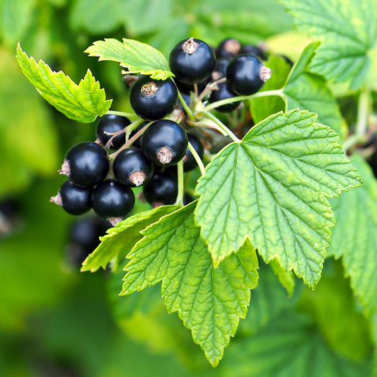 Cassis Base 345F Type Formula