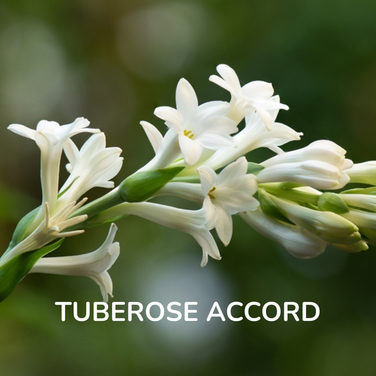 Tuberose Accord